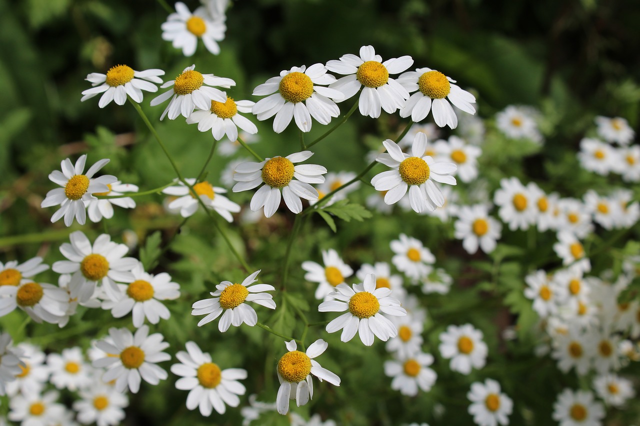 daisy flower beautiful free photo