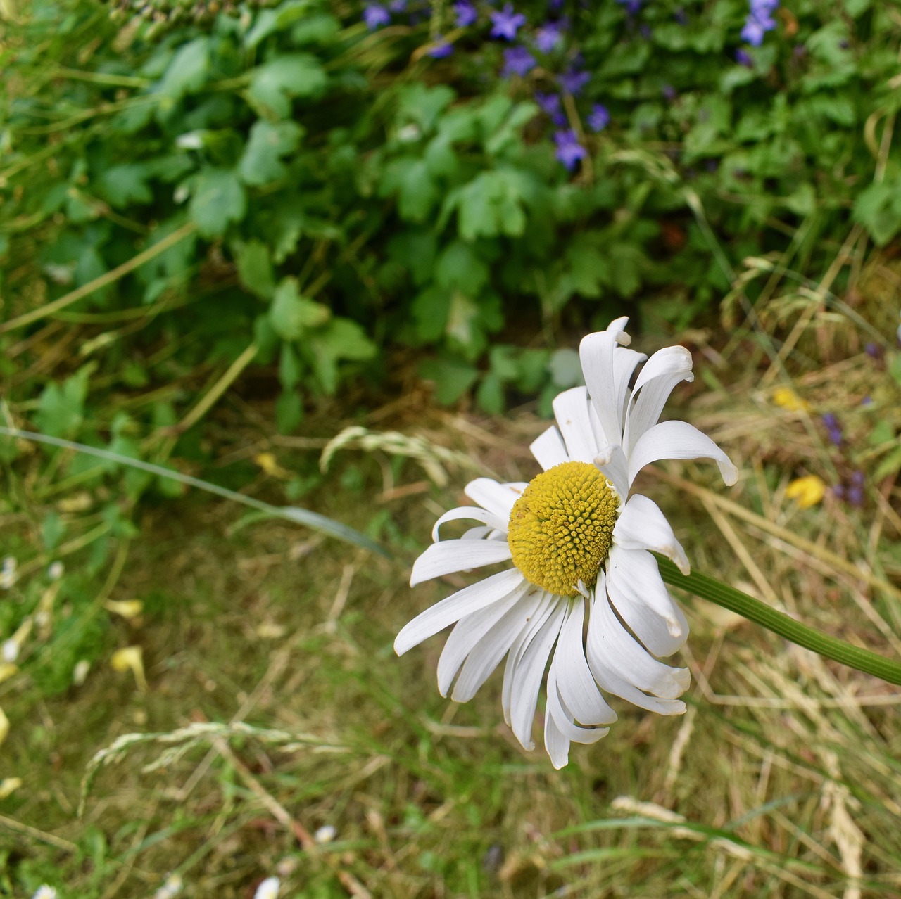 daisy summer white free photo