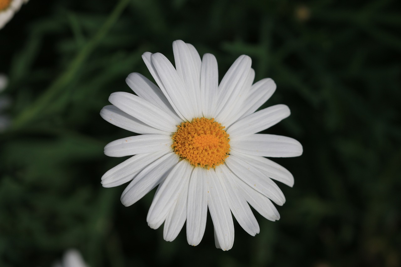 daisy white flower free photo