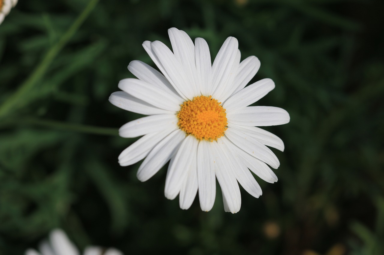 daisy white flower free photo