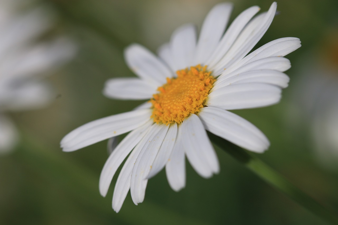 daisy white flower free photo