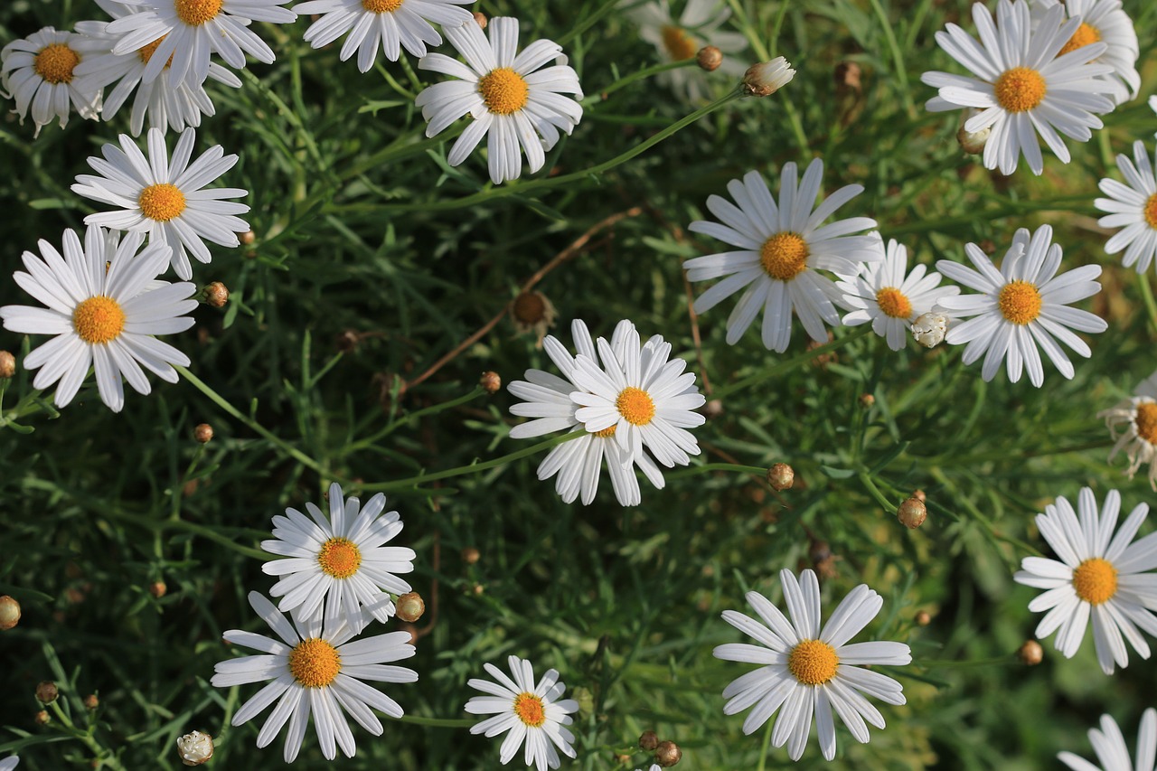 daisy white flower free photo