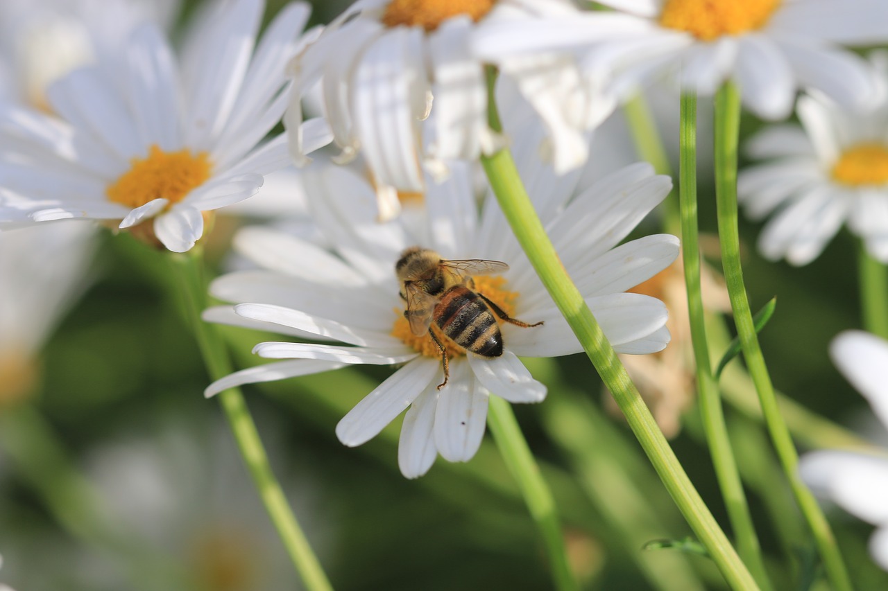 daisy white flower free photo