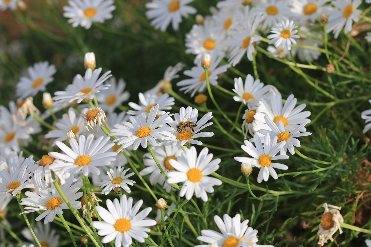 daisy white flower free photo