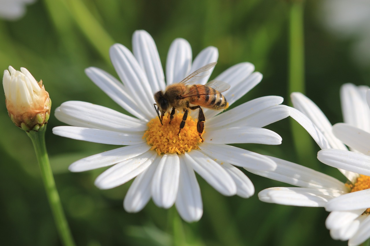 daisy white flower free photo