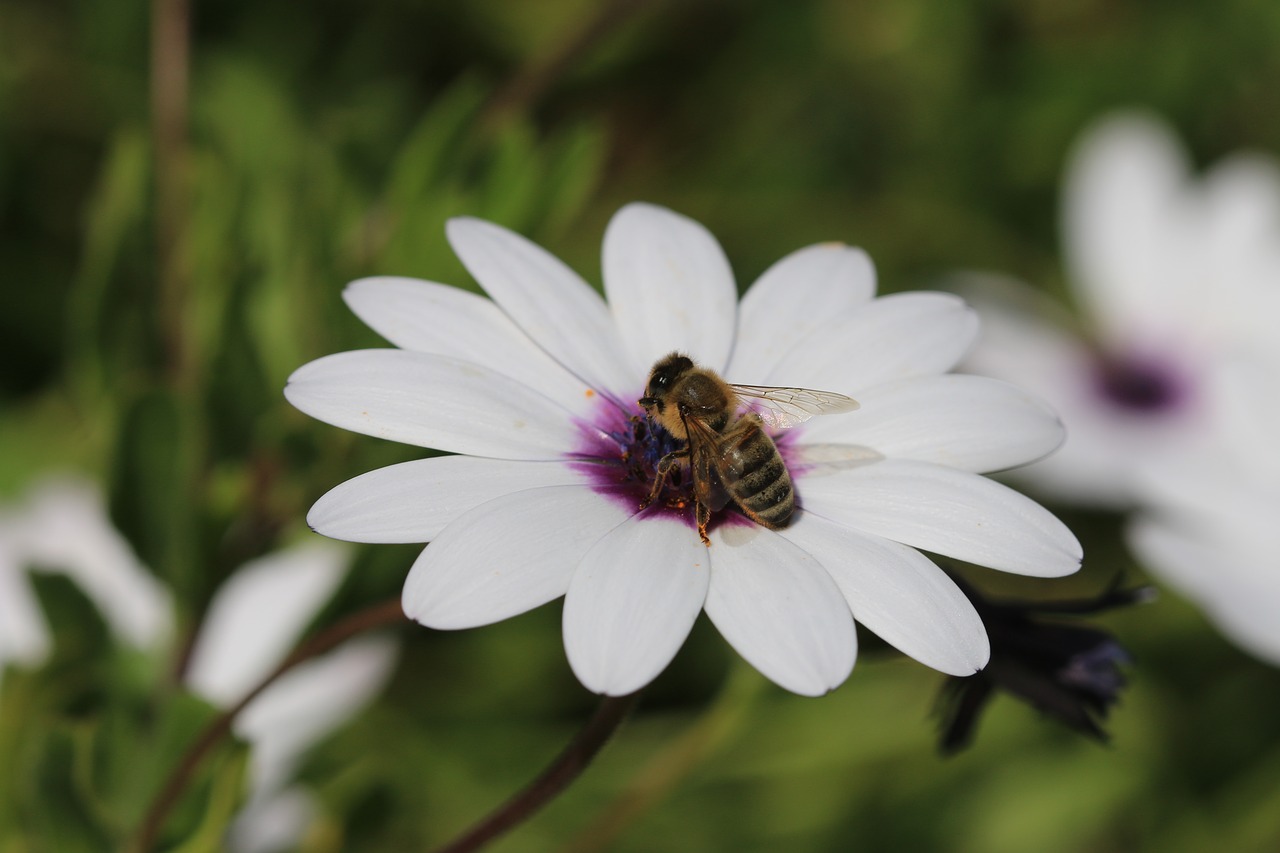 daisy white flower free photo