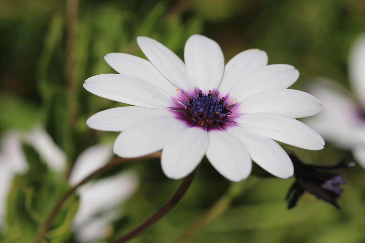 daisy white flower free photo