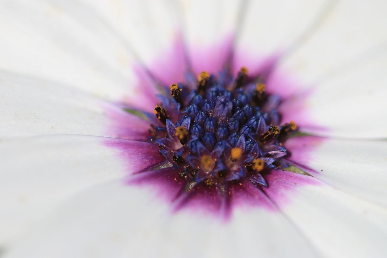 daisy white flower free photo