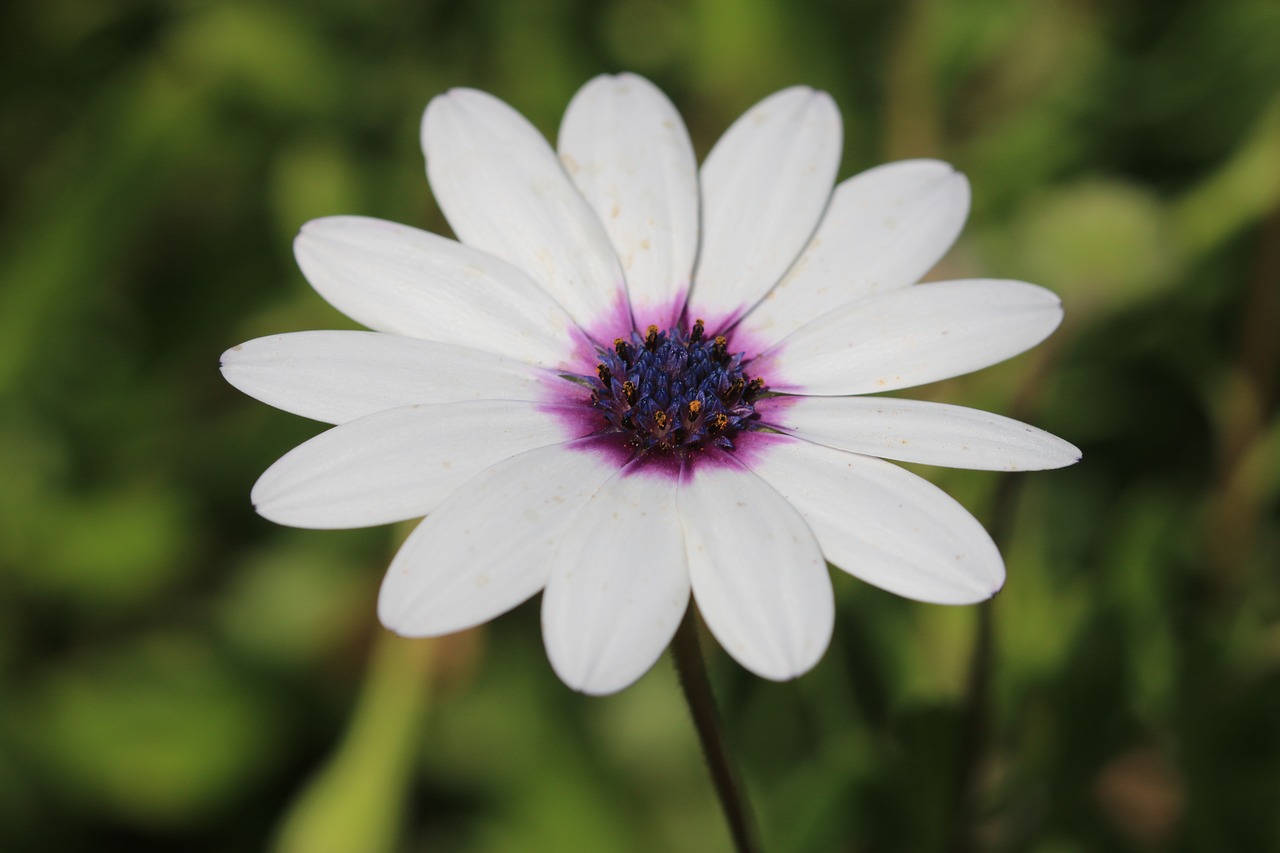 daisy white flower free photo