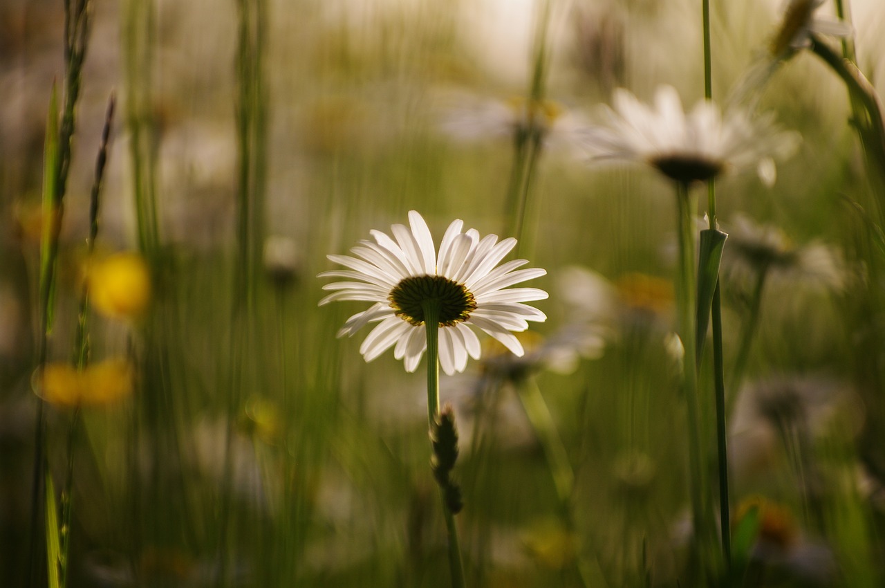 daisy flower meadow free photo