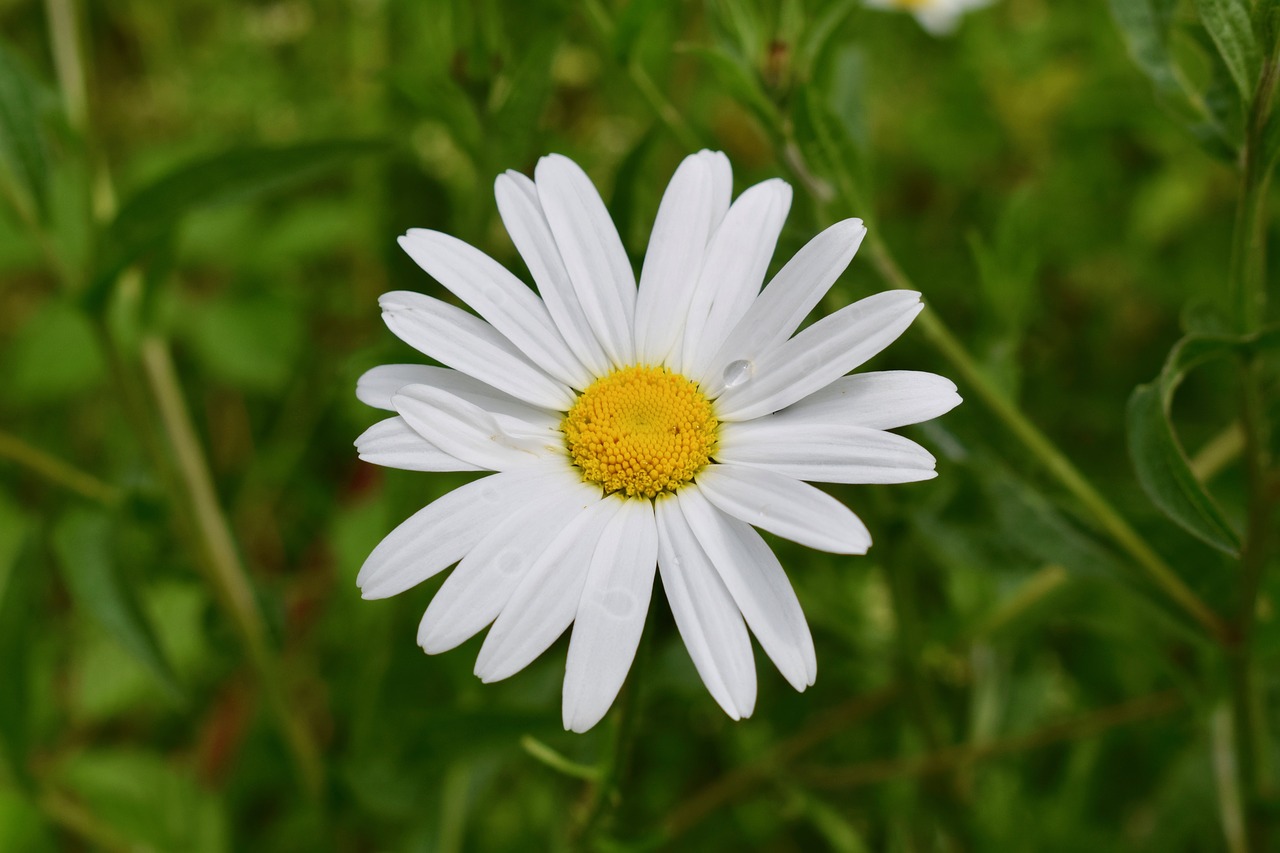 daisy summer white free photo