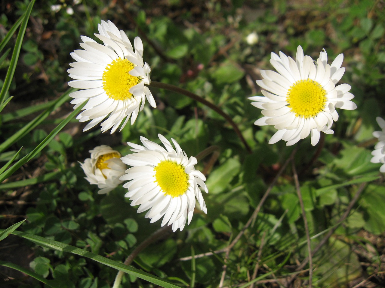 daisy flower spring free photo