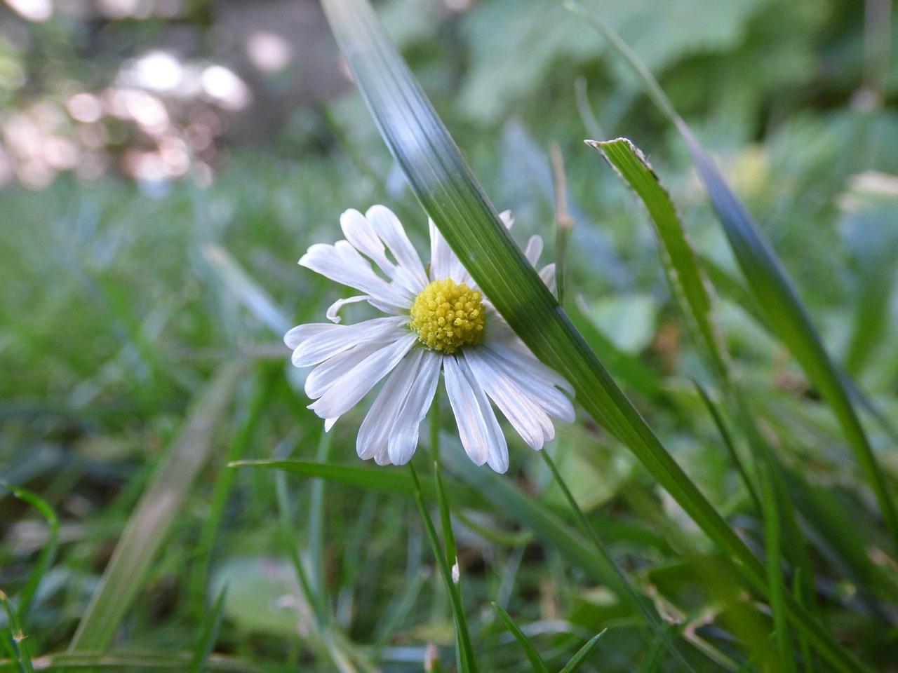 daisy grass flower free photo