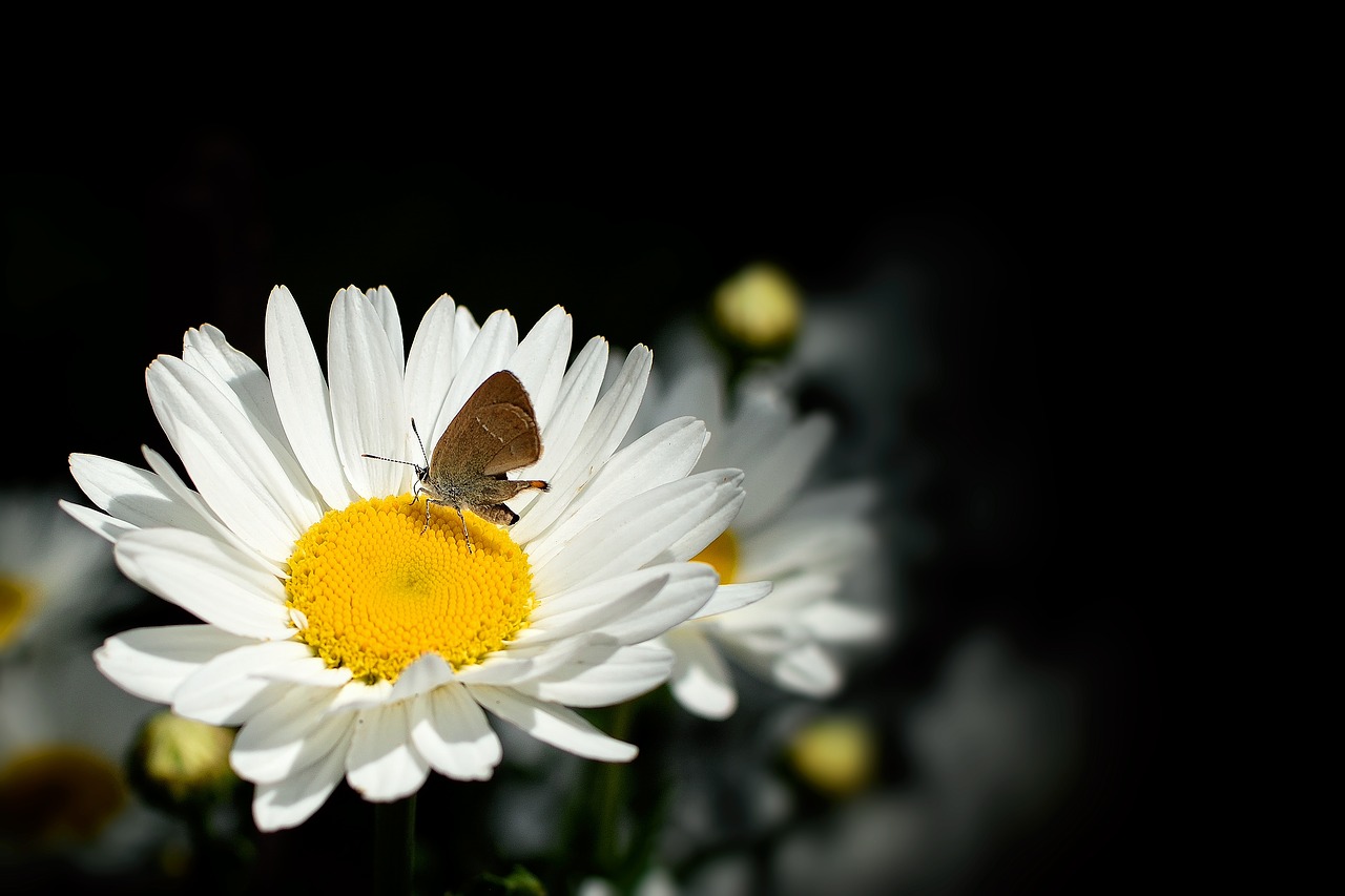 daisy butterfly summer white free photo