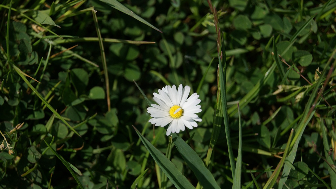 daisy blossom bloom free photo