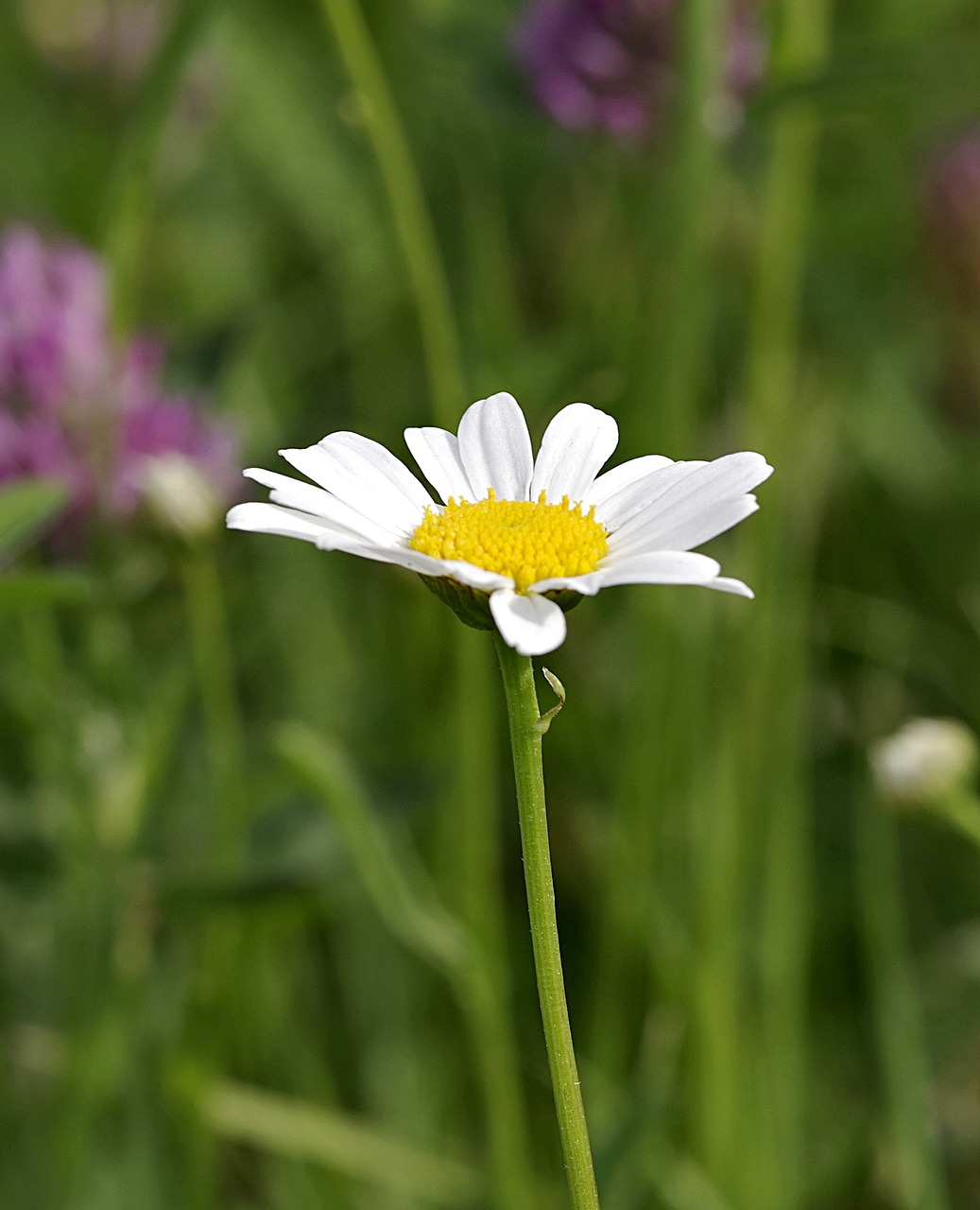 daisy single flower free photo