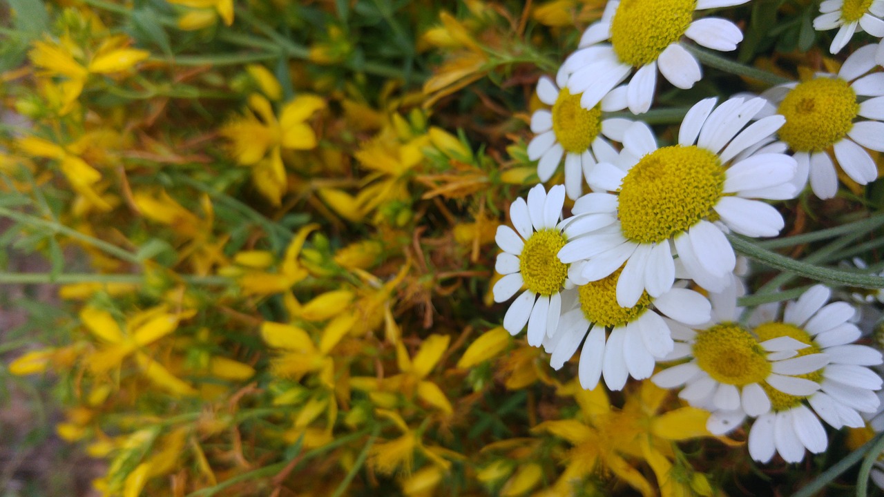 daisy flower plant free photo