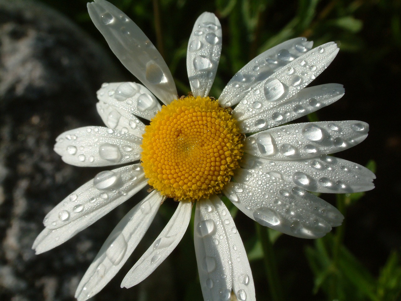 daisy flower nature free photo