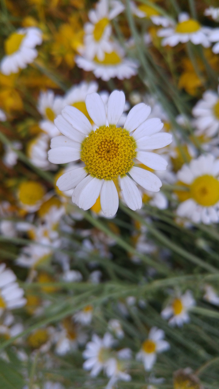 daisy flower plant free photo