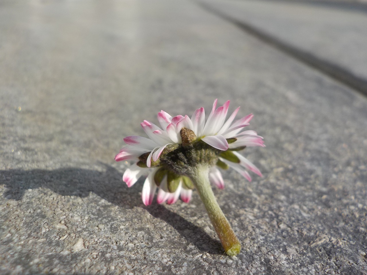 daisy flower nature free photo