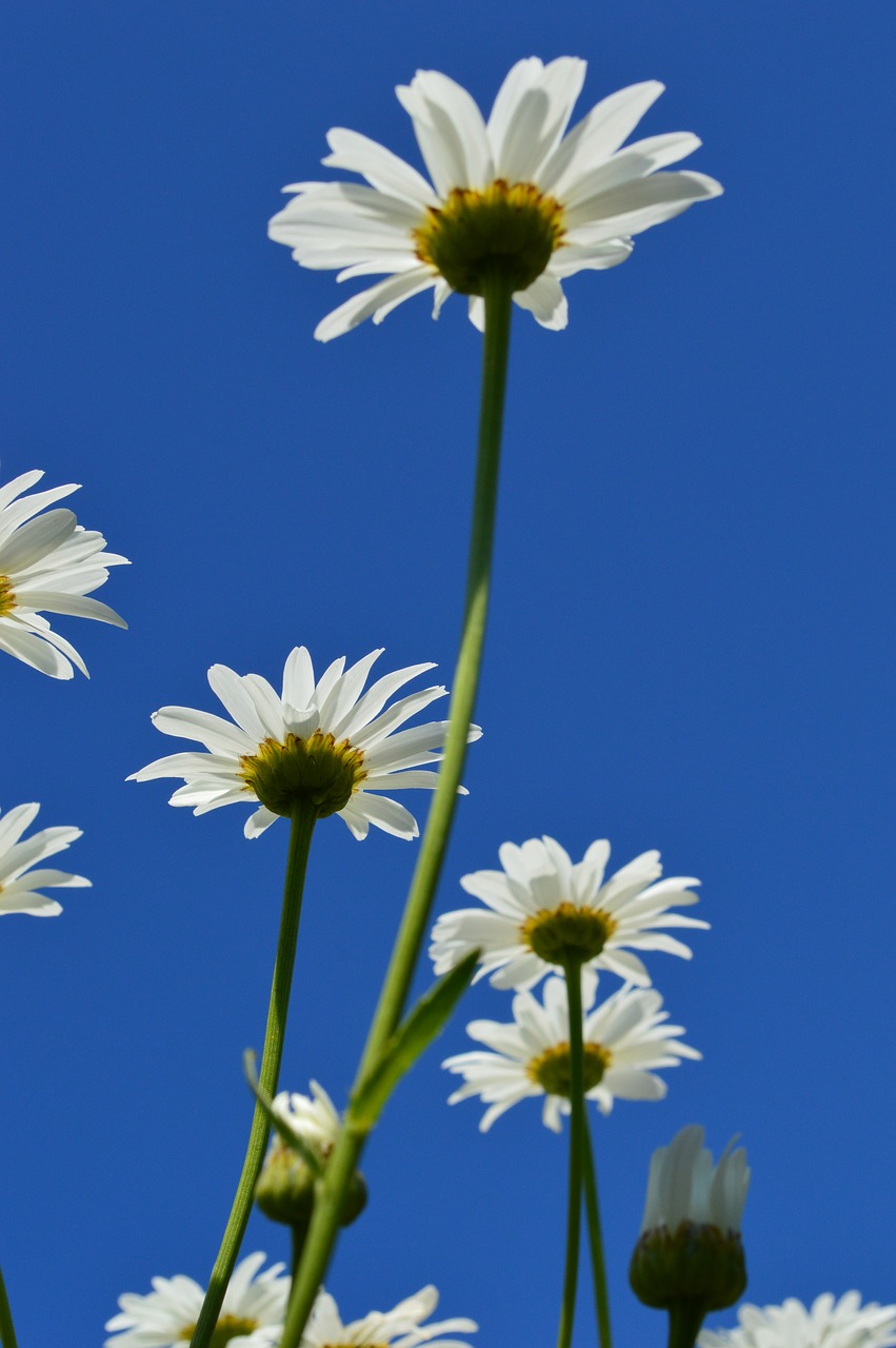 daisy sky flower free photo