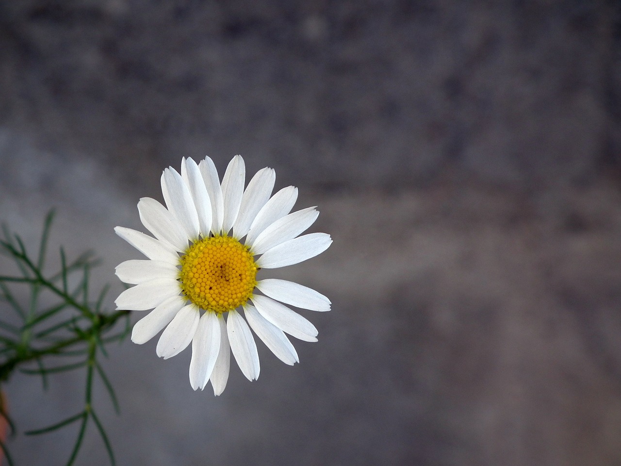 daisy flower white free photo