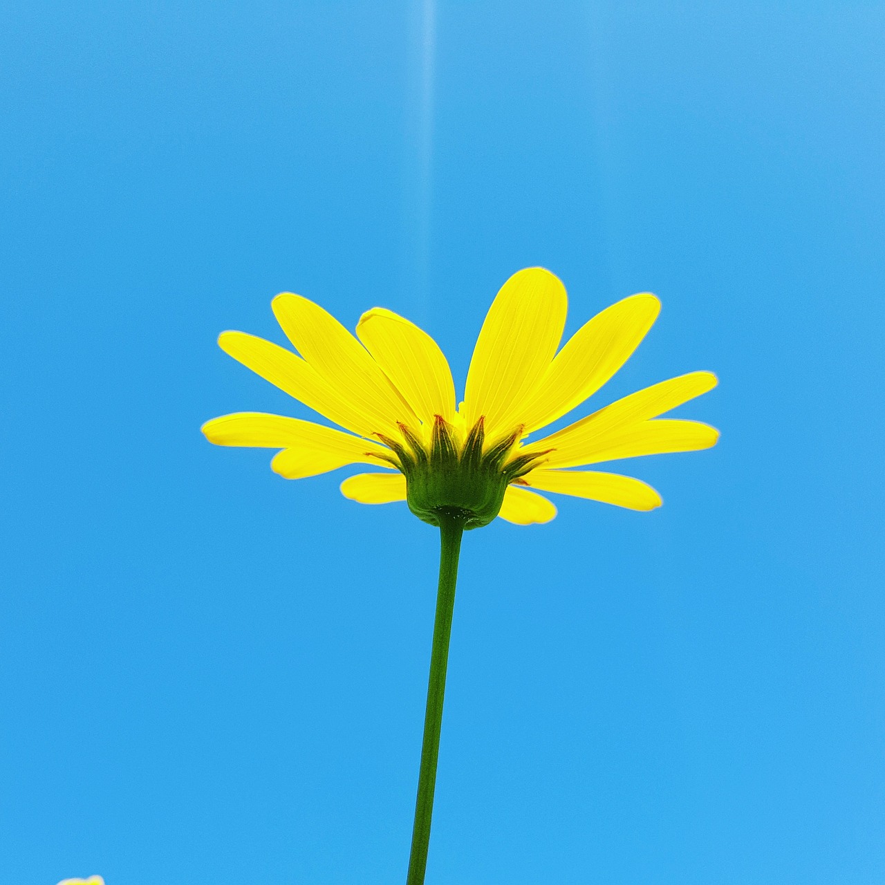 daisy flower summer free photo