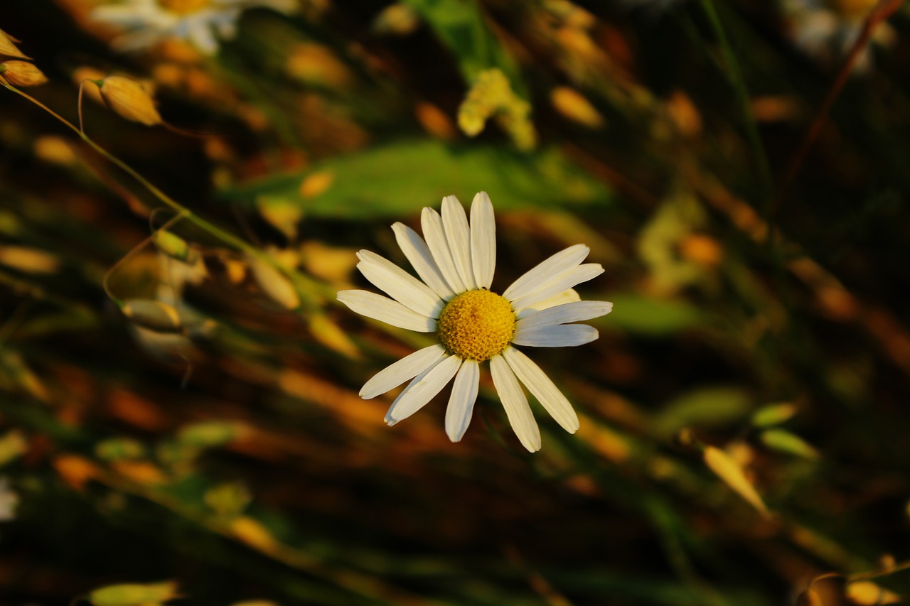 daisy the background village free photo