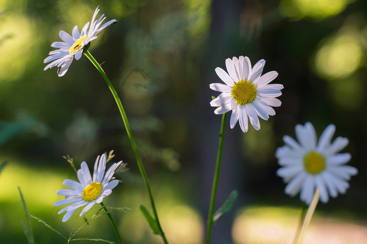 daisy flower summer free photo