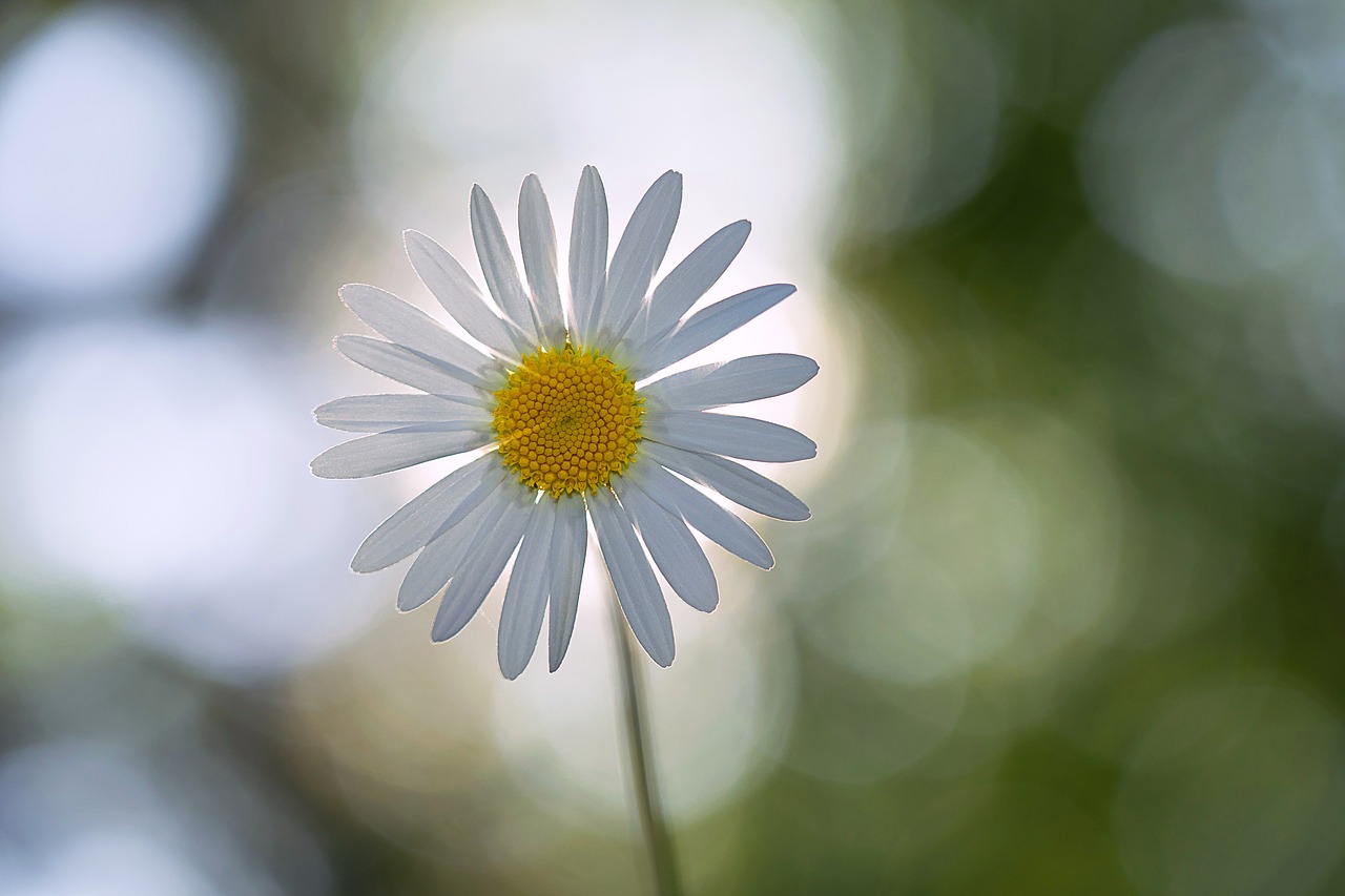 daisy flower summer free photo