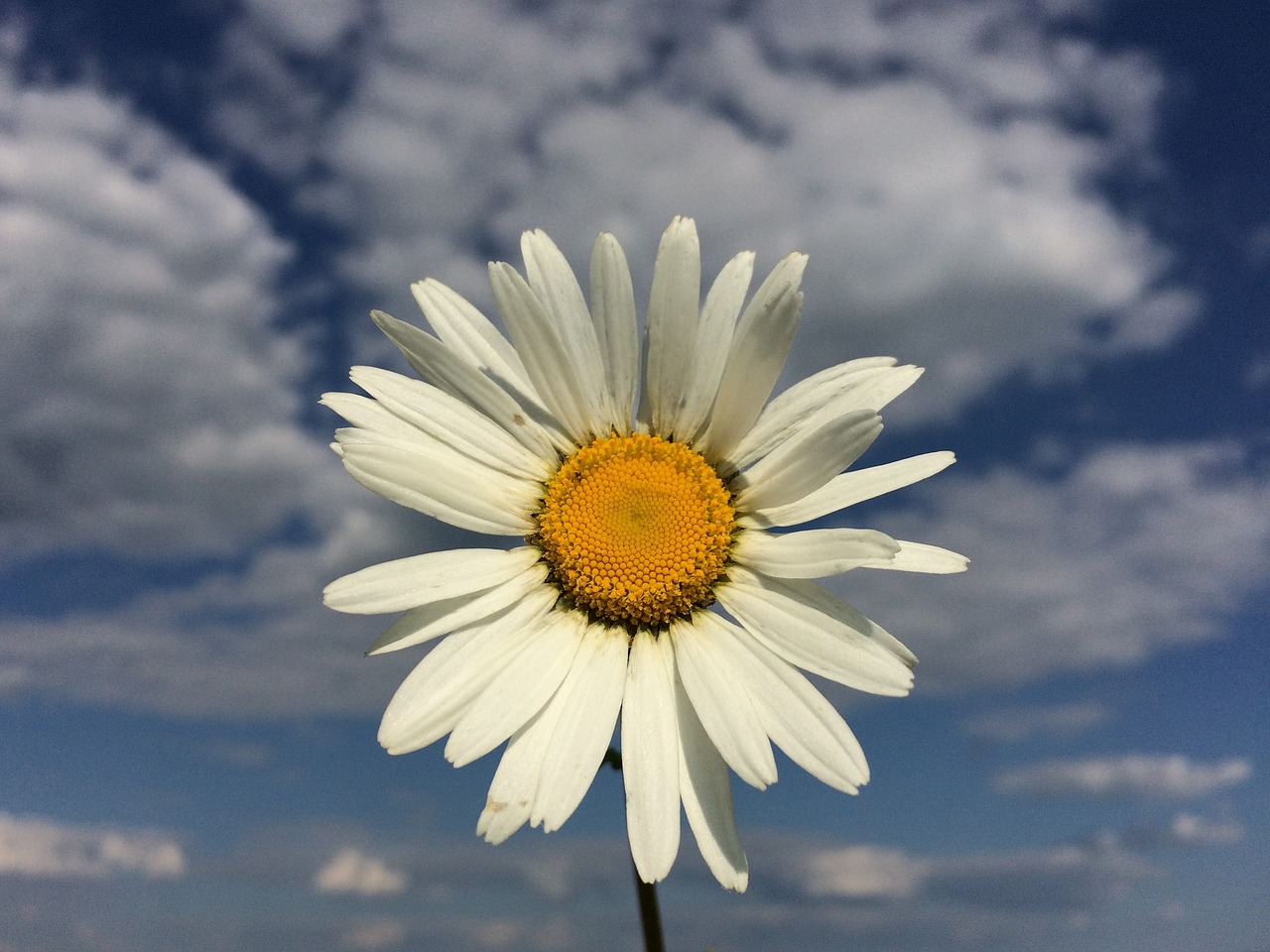 daisy flower sky free photo