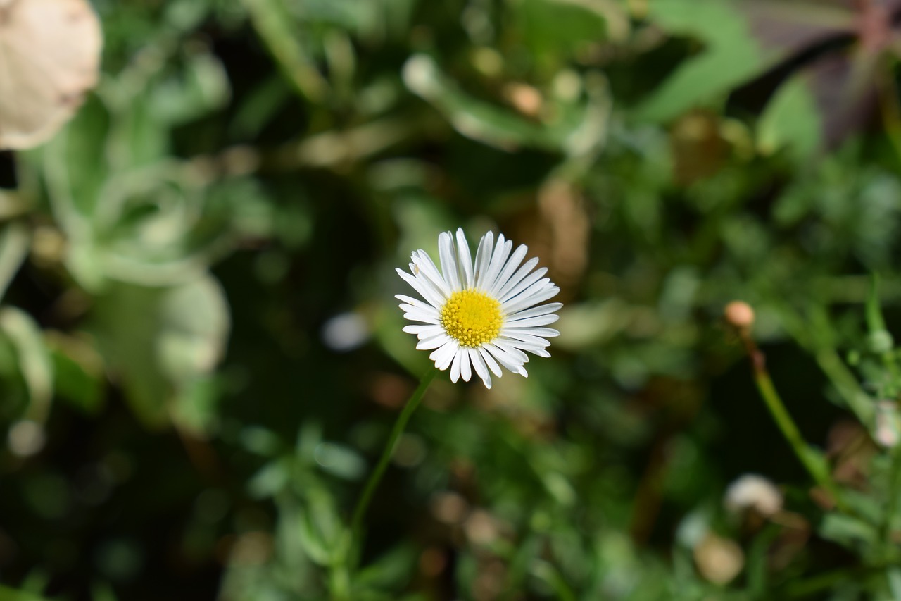 daisy flower garden free photo