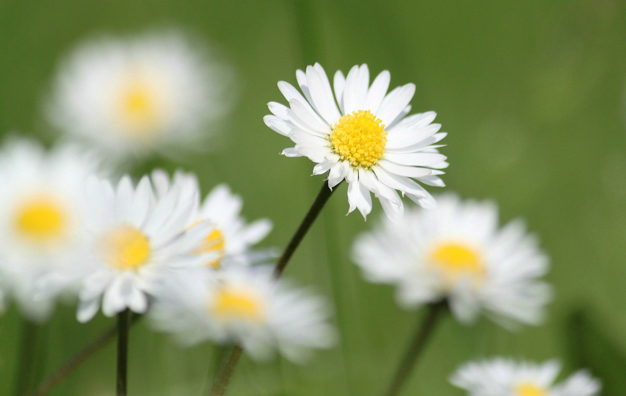 daisy flowers nature free photo