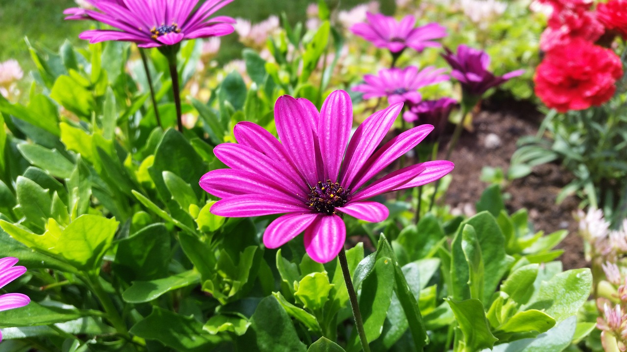 daisy flower garden free photo