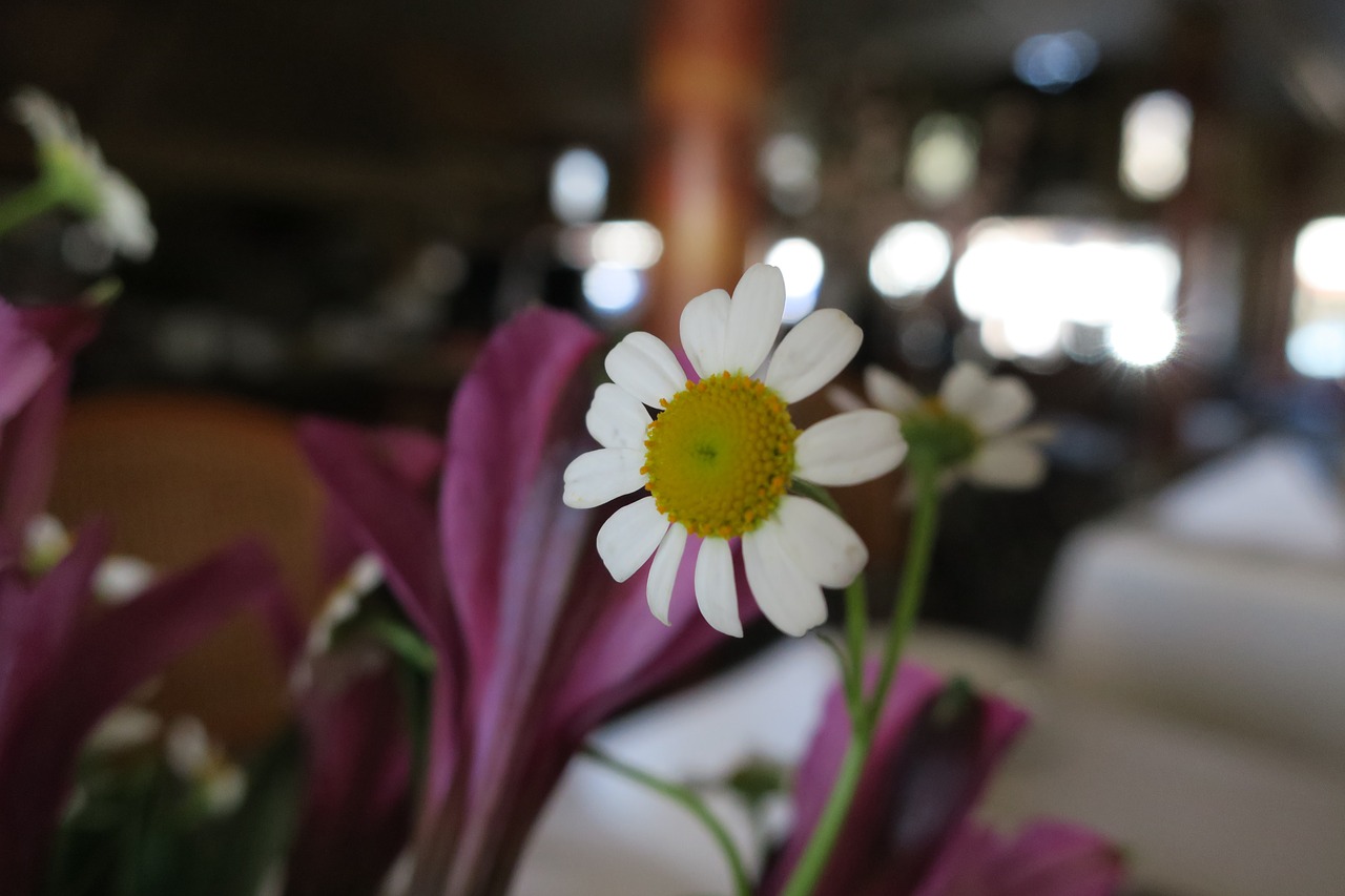 daisy flower white free photo