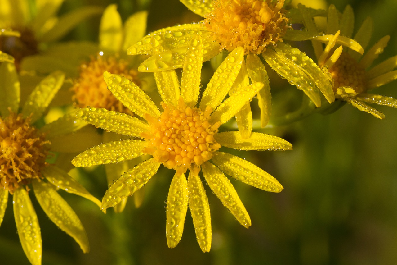 daisy yellow flower free photo