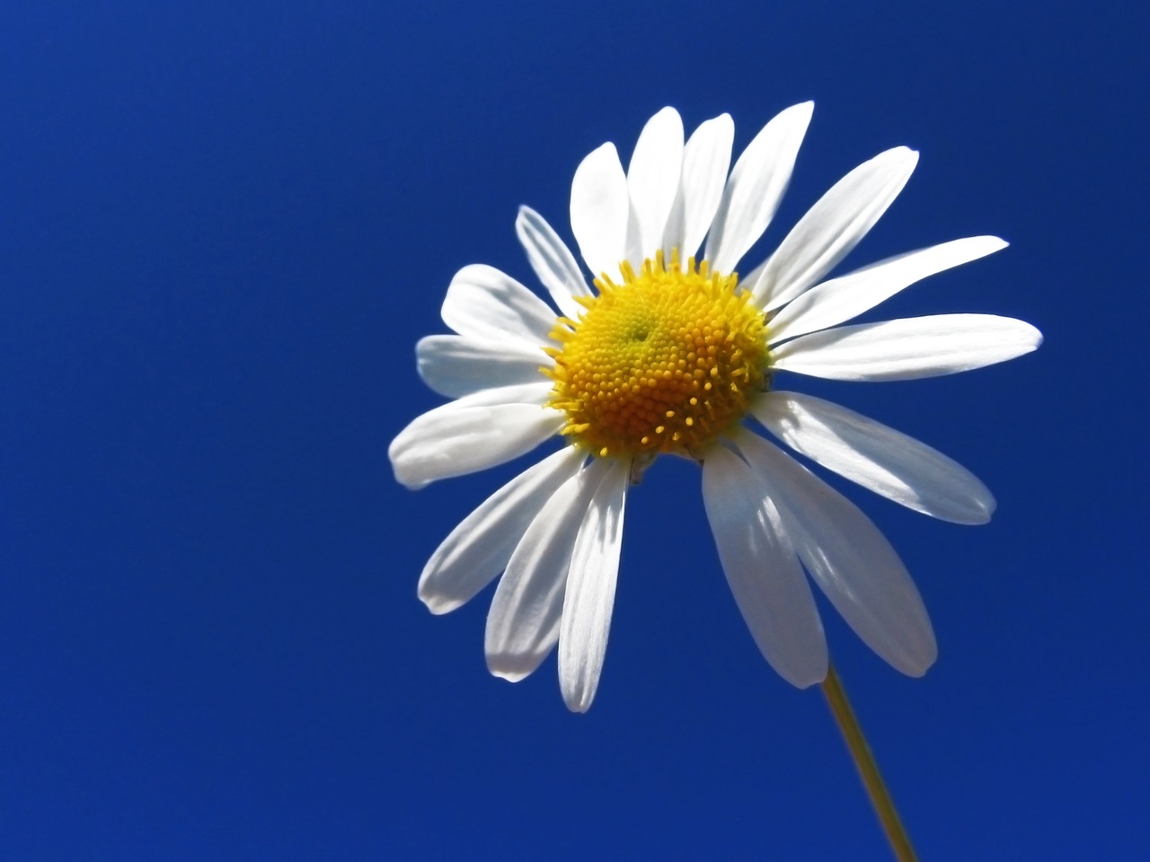 daisy flower sky free photo