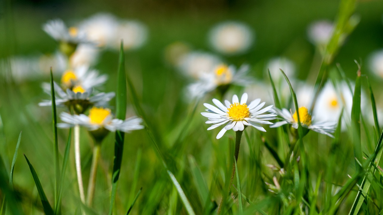 daisy garden green free photo