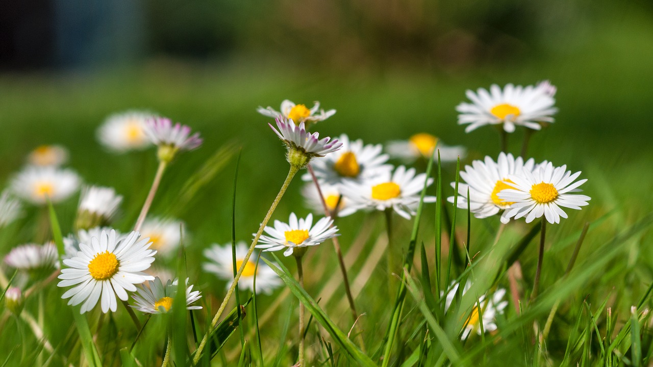 daisy garden green free photo