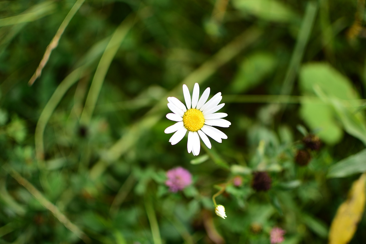 daisy flowers white flowers free photo