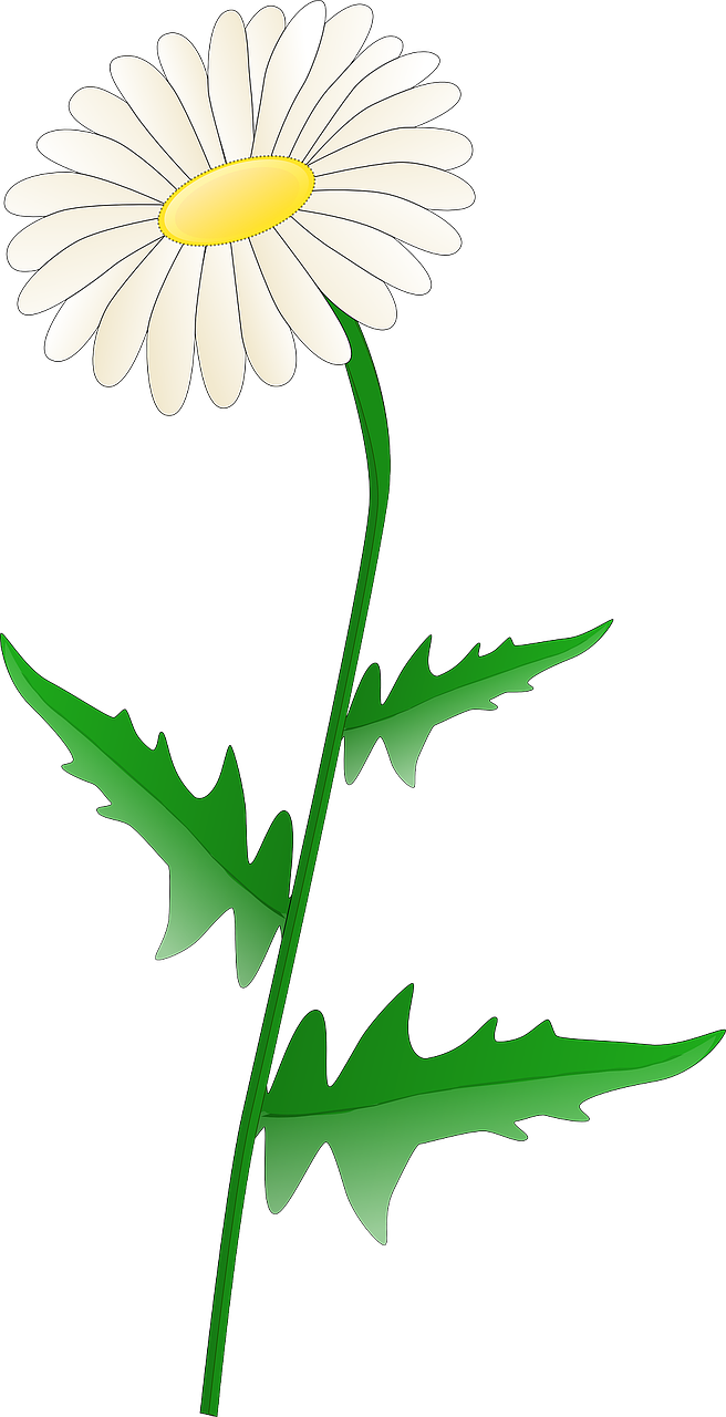 daisy stem flower free photo
