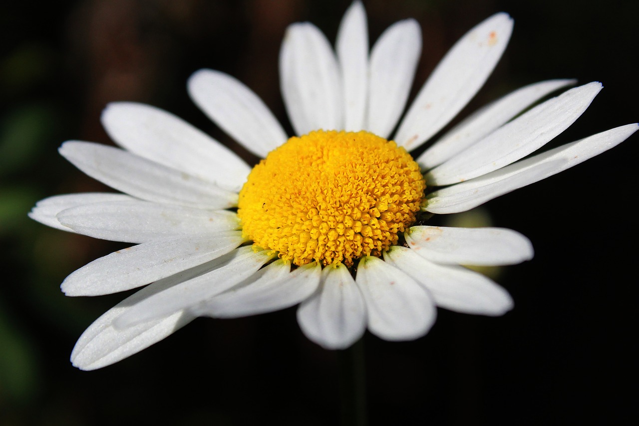 daisy white flower flower free photo