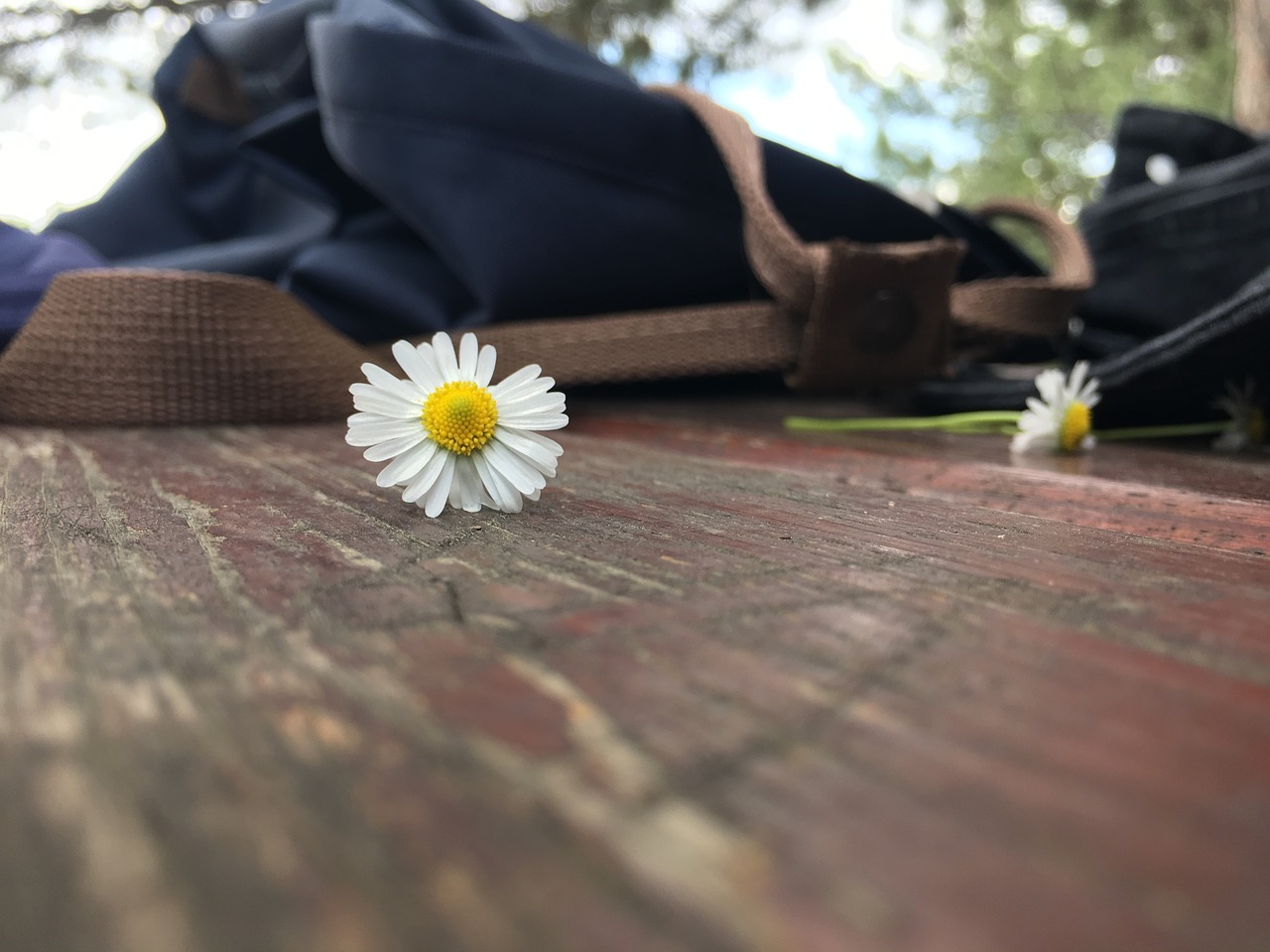 daisy flower nature free photo