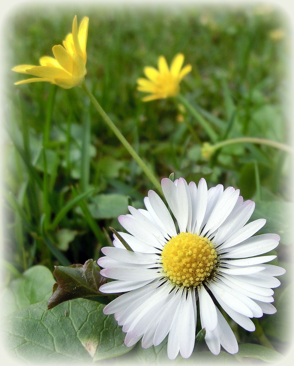 daisy nature flower free photo