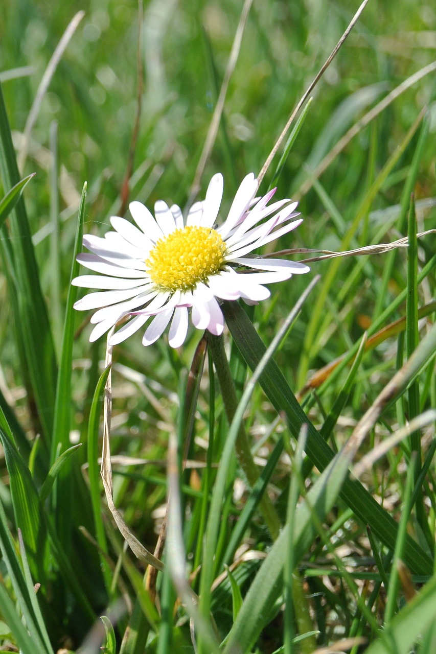 daisy flower blossom free photo