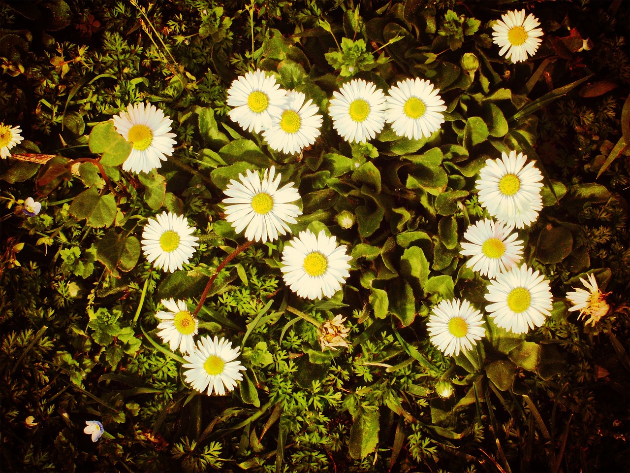 daisy nature green field free photo