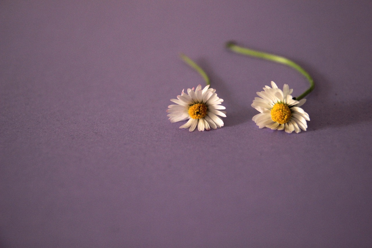 daisy violet flower free photo