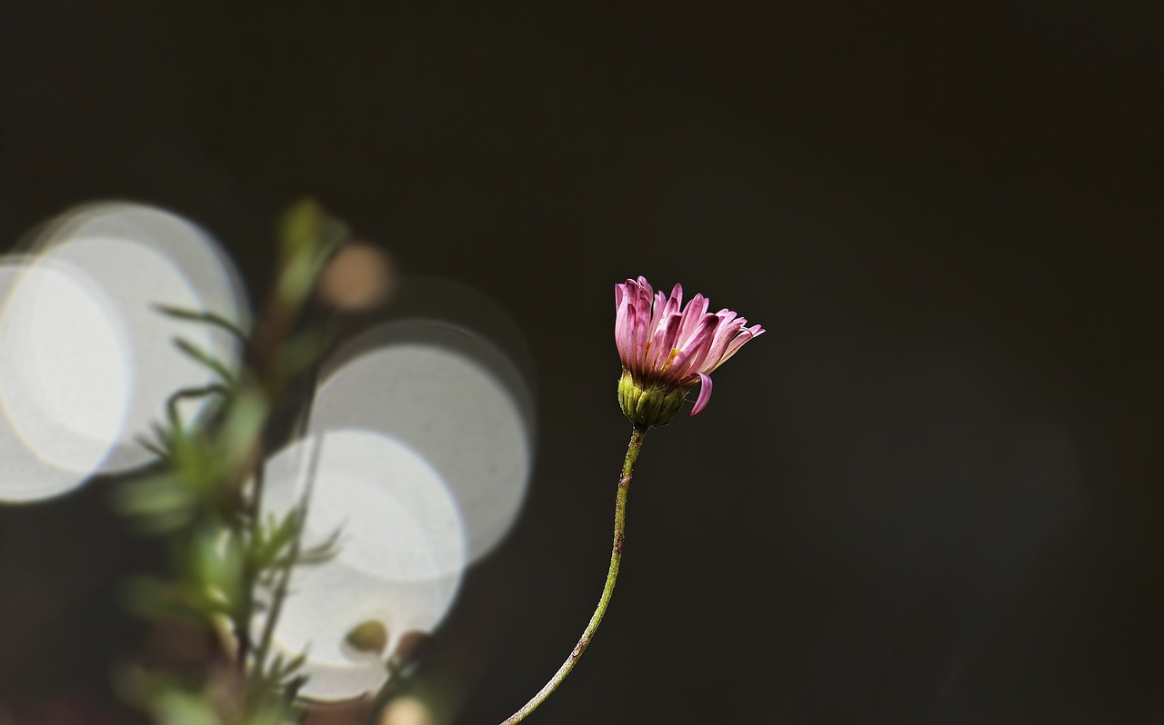 daisy flower bokeh free photo