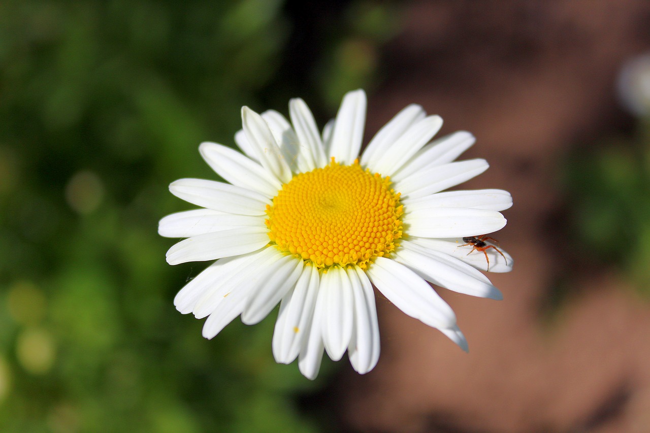 daisy leucanthemum flower free photo