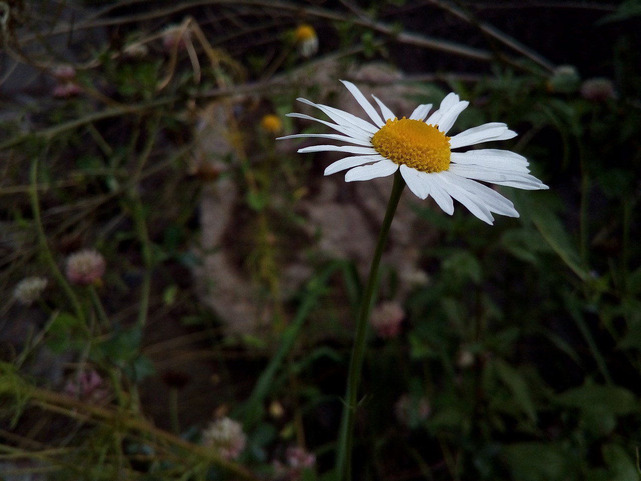 daisy popovic flower free photo